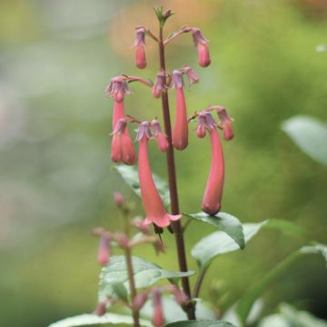 Kafferinkukka Pink Trumpet
