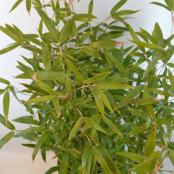 Bambu Green Perfume
