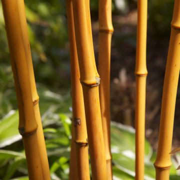 Bambu - Phyllostachys aurea