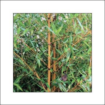Bambu Holochrysa