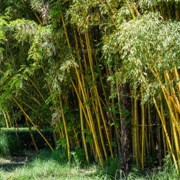 Jättibambu - Phyllostachys aureosulcata