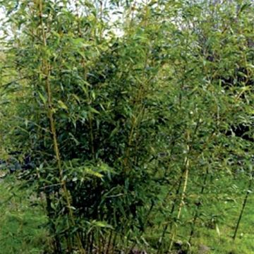 Huilujättibambu Castilloni Inversa