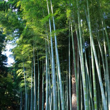 Bambu - Phyllostachys edulis (pubescens)