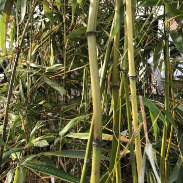 Bambu - Phyllostachys flexuosa