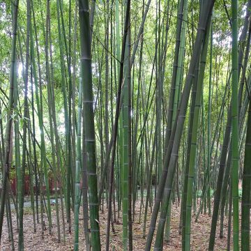 Bambu - Phyllostachys glauca