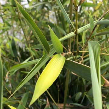Bambu - Phyllostachys heteroclada