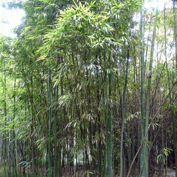 Bambu - Phyllostachys iridescens