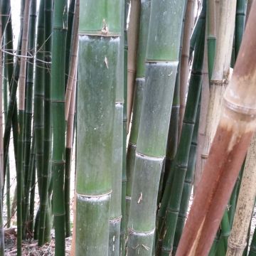 Bambu - Phyllostachys parviflora