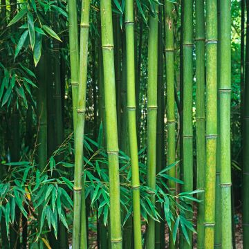 Bambu - Phyllostachys viridiglaucescens