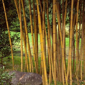 Bambu Aureocaulis