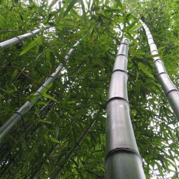 Bambu Huangwenzhu