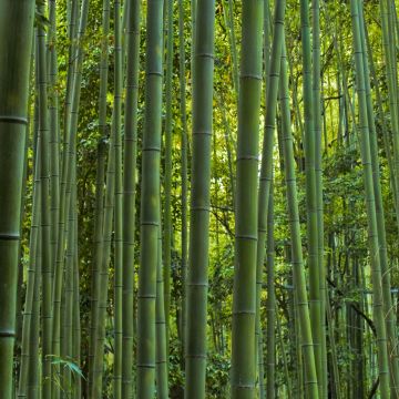 Bambu MacClure