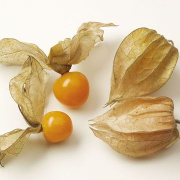 Karviaiskoiso Goldita taimena