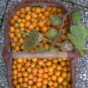 Karviaiskoiso en godet luomu - Physalis peruviana