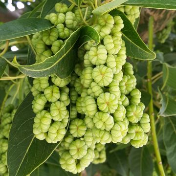 Puukermesmarja - Phytolacca dioica