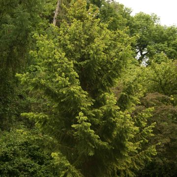 Metsäkuusi Aurea Magnifica