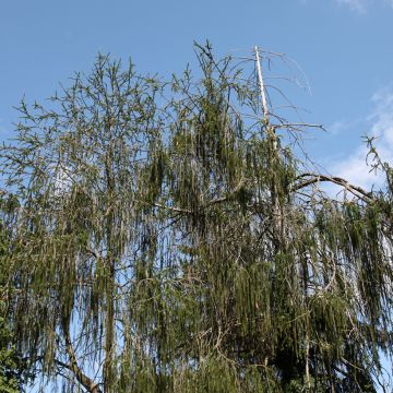 Metsäkuusi Cranstonii