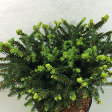 Metsäkuusi Hana Subutus