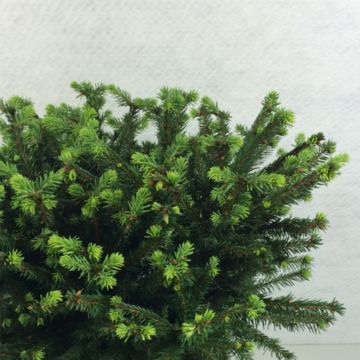 Metsäkuusi Maxwellii