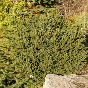 Metsäkuusi Ohlendorffii