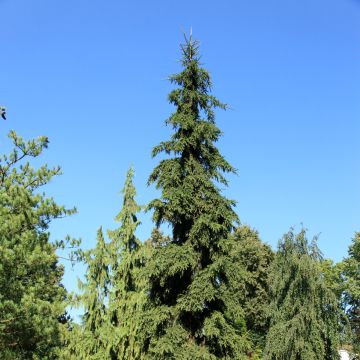 Metsäkuusi Rothenhaus