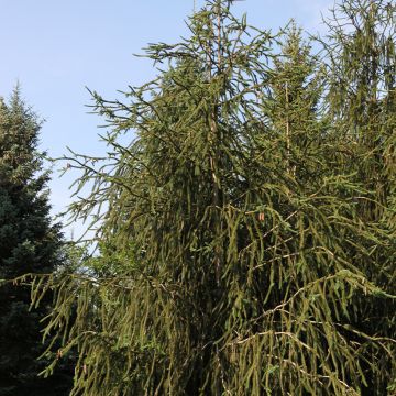 Metsäkuusi Virgata