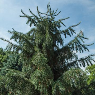 Brewerinkuusi - Picea breweriana
