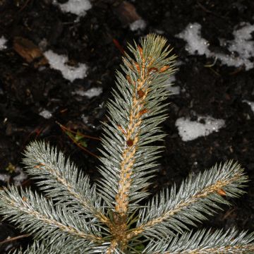 Chihuahuankuusi - Picea chihuahuana