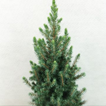 Valkokuusi Conica Blue (Sander's Blue)