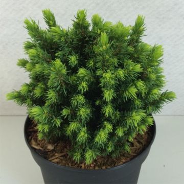 Valkokuusi Dendrofarma Gold