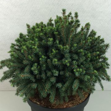 Valkokuusi Echiniformis Echt