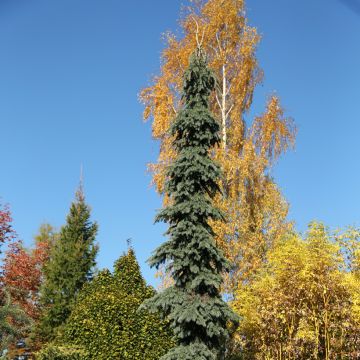 Valkokuusi Pendula
