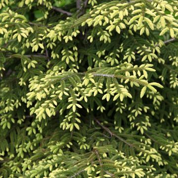 Idänkuusi Summergold