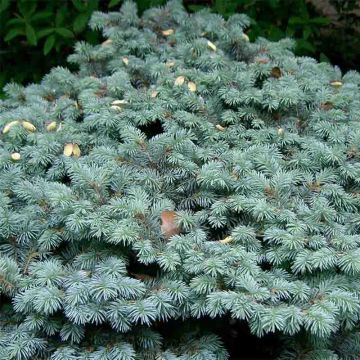 Okakuusi Glauca Globosa