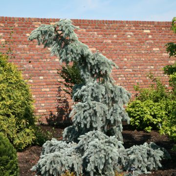 Okakuusi Glauca Pendula