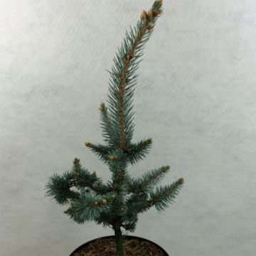 Okakuusi Iseli Foxtail