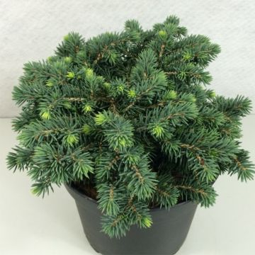 Okakuusi Kuba