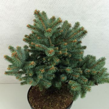 Okakuusi Thuem
