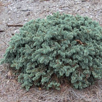Okakuusi Waldbrunn
