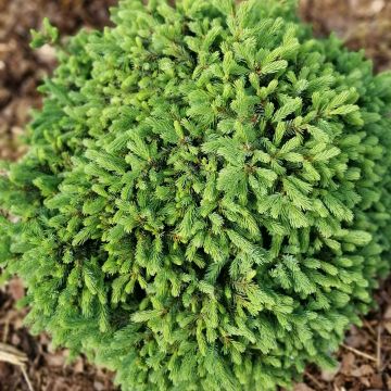 Valkokuusi Echiniformis