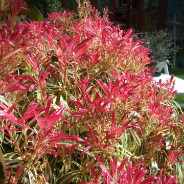 Japaninkellovaivero Little Heath