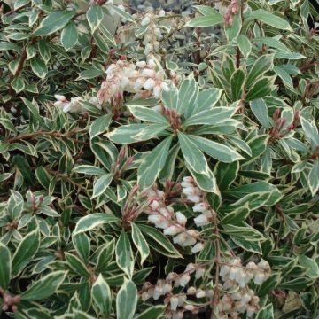 Japaninkellovaivero Little Heath Variegata
