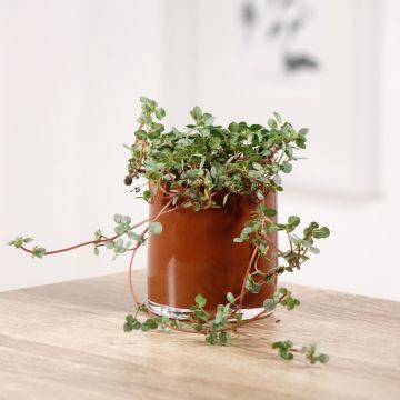 Piilea Greyzy