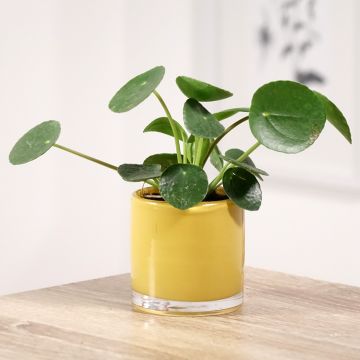 Kilpipiilea - Pilea peperomioides