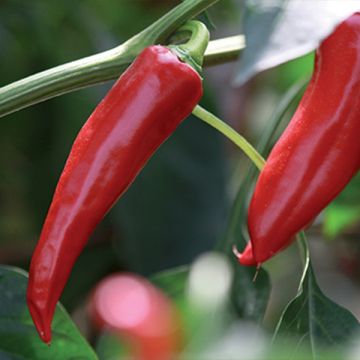 Chilipaprika Gorria luomu taimena