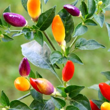 Chilipaprika Numex Twilight