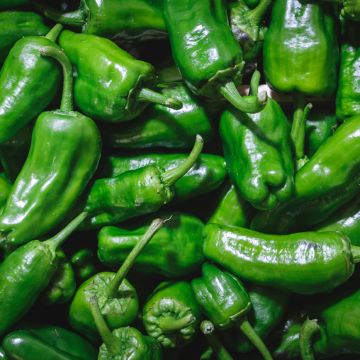 Chilipaprika Padron luomu