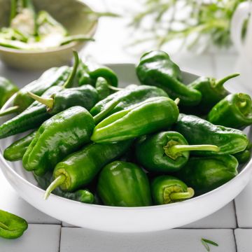 Chilipaprika Padron