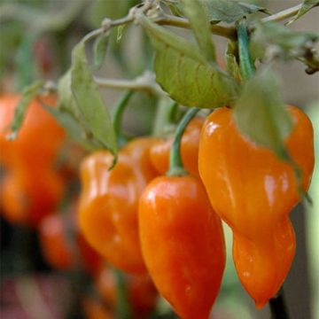 Maustepaprika Petit Marseillais