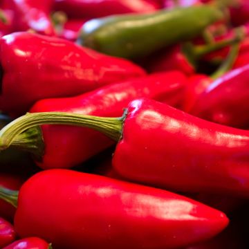 Chilipaprika Gorria